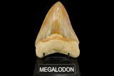 Serrated, Glossy, Fossil Megalodon Tooth - Indonesia #149262-1